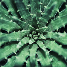 artnorama - blurry Cactus