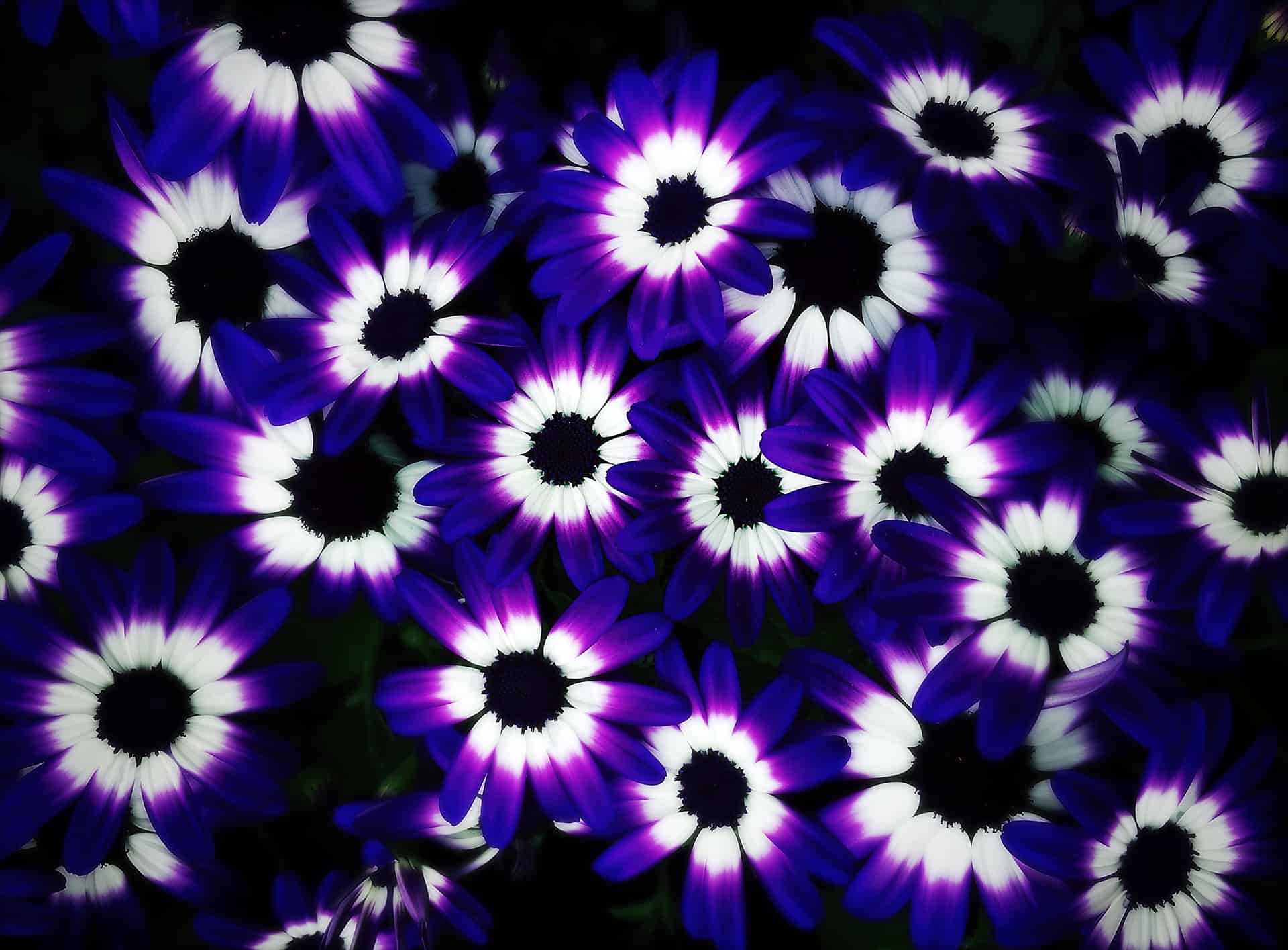 artnorama - Purple Blossom