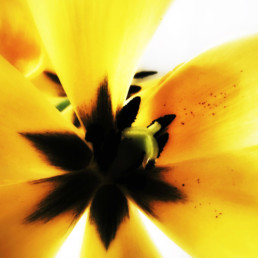 artnorama - Yellow Blossom