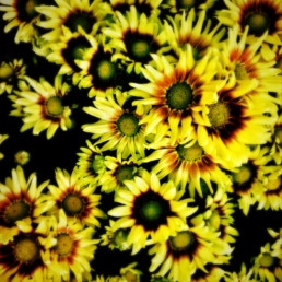 artnorama - Summer Chrysanthemum