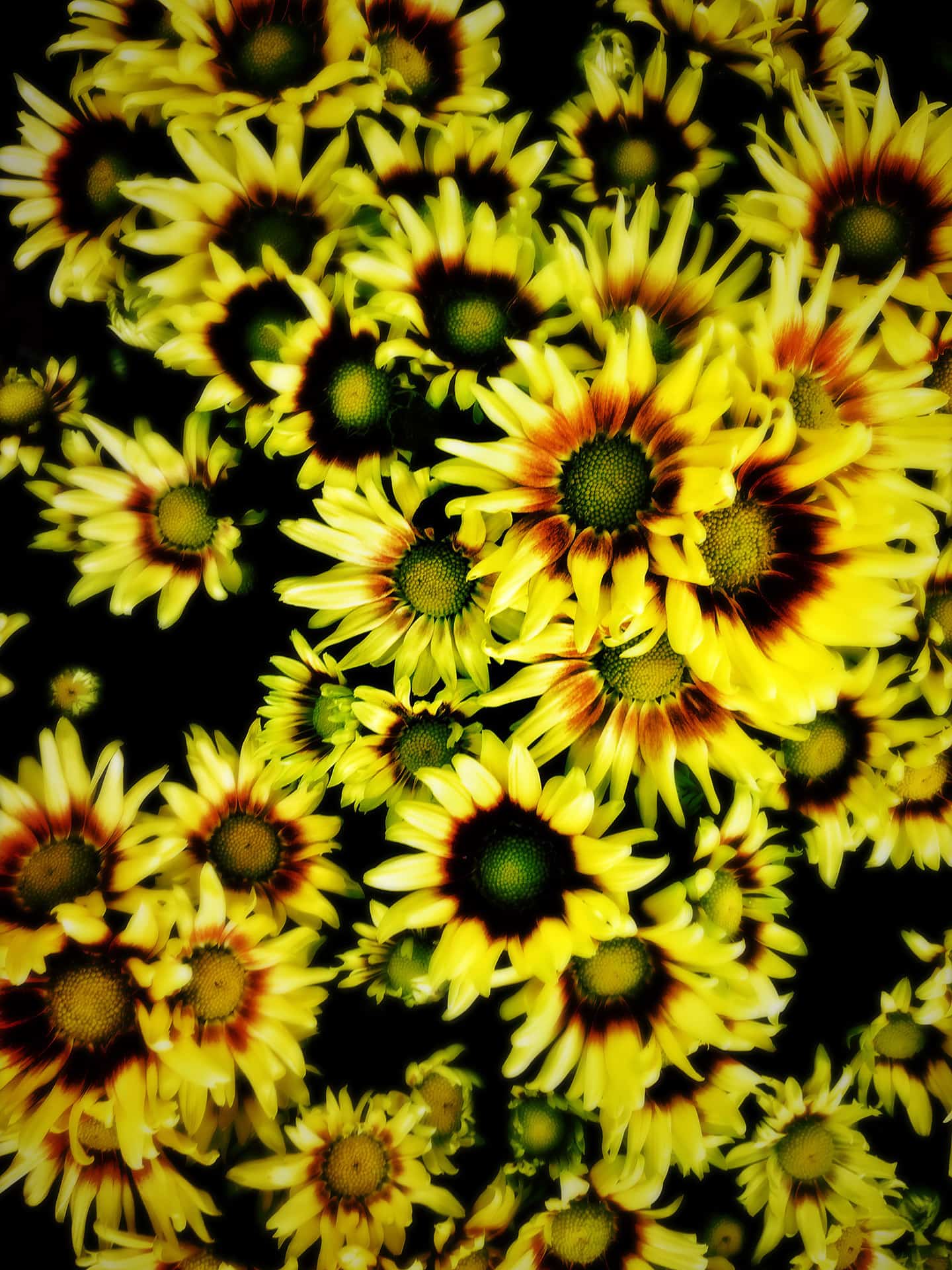 artnorama - Summer Chrysanthemum