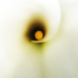 artnorama - Flower Pistil