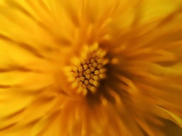 artnorama - Flower Sun
