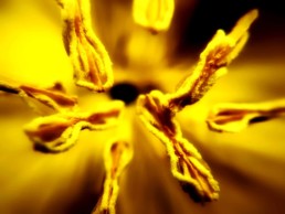 artnorama - Pollen Strings
