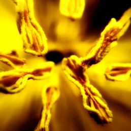 artnorama - Pollen Strings