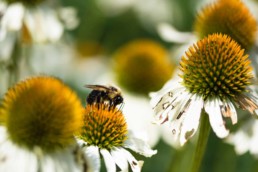 artnorama - Harvesting Bumblebee