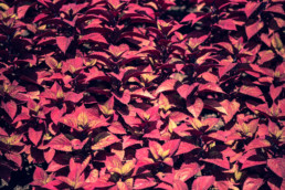 artnorama - Leaves Carpet