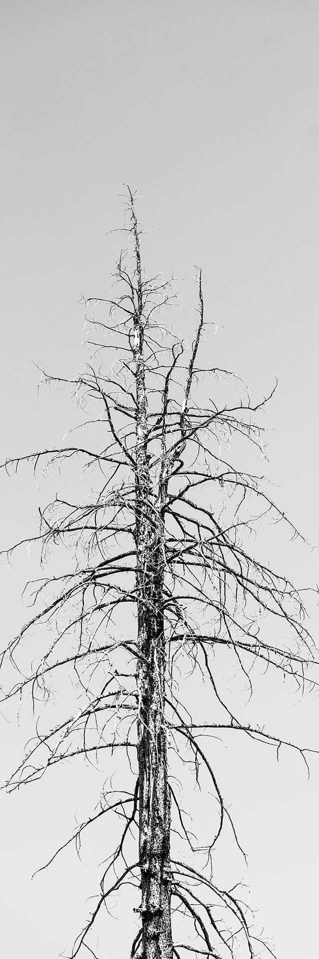 artnorama - Dead Tree