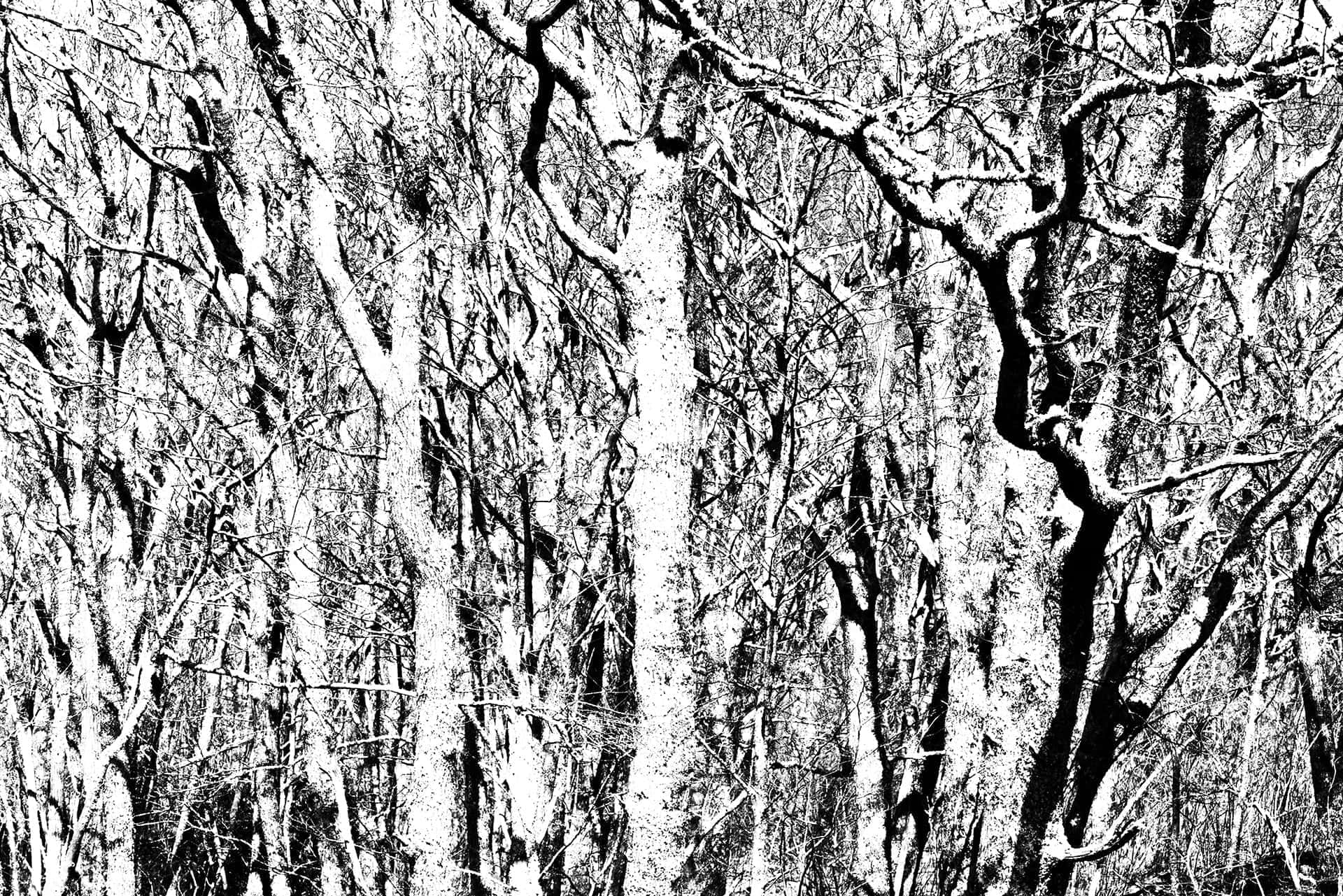 artnorama - Veins of Forest